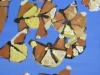 kevinhosseini_butterflies