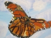 kevinhosseini_butterfly1