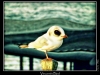 lunatmg_vincentsbird