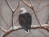 Marcy Deutsch Bald Eagle in Snow