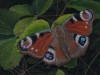 naomieastment_butterfly