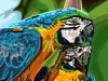 Pamela Williamson Blue and Gold Macaw