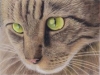 naomieastment_catincolorpencil