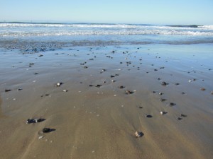 Carpinteria beach