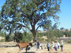 Drumming with Horses with Hidden Wings in Santa Ynez