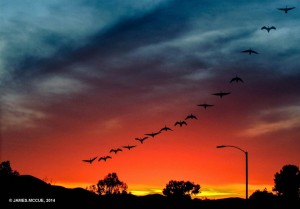 James McCue "Geese Over Hemet"