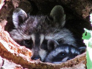 James McCue "My Favorite Raccoon"