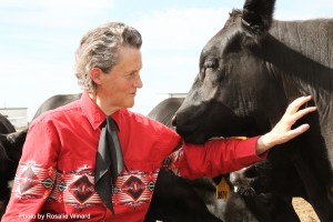 Temple Grandin's ability to think like a cow has enabled her to design over half of all cattle facilities in the United States