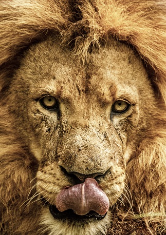 Lion, Perth Zoo